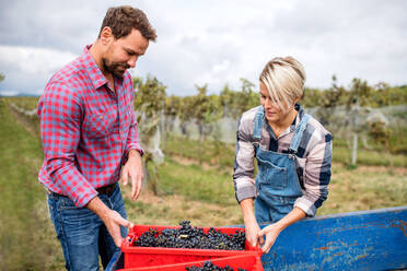 Portrait of man and woman collecting grapes in vineyard in autumn, harvest concept. - HPIF20782