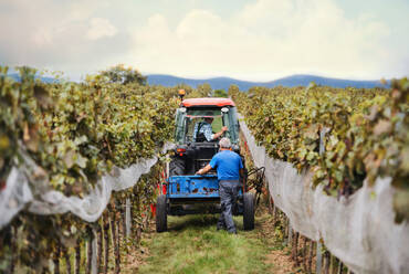 Rückansicht eines Traktors mit Bauern im Weinberg, Konzept der Weinlese. - HPIF20783