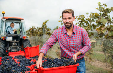 Porträt eines Mannes und einer Frau, die im Herbst in einem Weinberg Trauben sammeln, Konzept der Weinlese. - HPIF20784