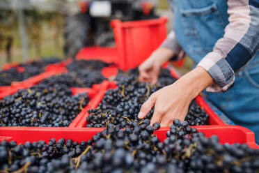 Mittelteil einer nicht erkennbaren Frau, die in einem Weinberg im Herbst Trauben sammelt, Konzept der Weinlese. - HPIF20785