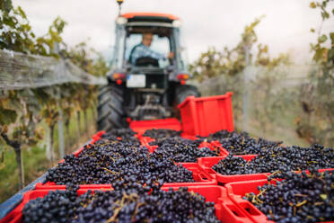 Weinlese, Weinberge und Traktor mit einem Bauern voller geernteter Trauben. - HPIF20786