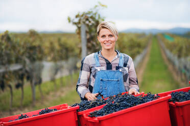 Porträt einer Frau, die im Herbst im Weinberg Trauben sammelt, Konzept der Weinlese. - HPIF20787