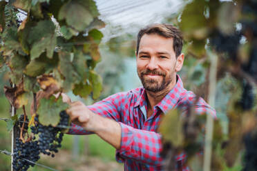 Porträt eines Arbeiters, der im Herbst Trauben im Weinberg sammelt, Konzept der Weinlese. - HPIF20788