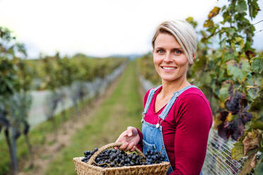 Porträt einer jungen Frau mit Weintrauben in einem Weinberg im Herbst, Konzept der Weinlese. - HPIF20790
