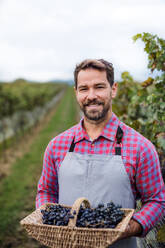 Porträt eines Arbeiters, der einen Korb mit Trauben in einem Weinberg im Herbst hält, Erntekonzept. - HPIF20791