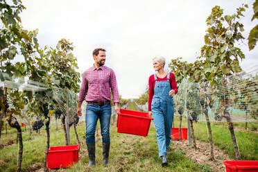 Porträt eines Mannes und einer Frau, die im Herbst in einem Weinberg Trauben sammeln, Konzept der Weinlese. - HPIF20794