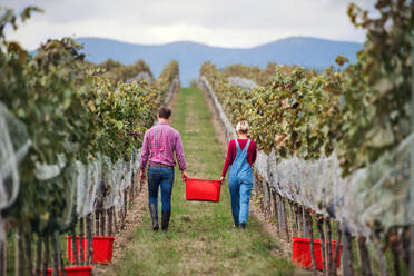 Rückansicht eines Mannes und einer Frau beim Sammeln von Trauben in einem Weinberg im Herbst, Erntekonzept. - HPIF20795