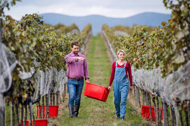 Porträt eines Mannes und einer Frau, die Trauben in einem Weinberg im Herbst tragen, Konzept der Weinlese. - HPIF20796