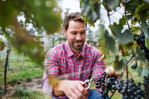 Porträt eines Arbeiters, der im Herbst Trauben im Weinberg sammelt, Konzept der Weinlese. - HPIF20798