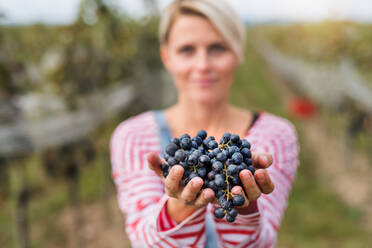 Porträt einer jungen Frau mit Weintrauben in einem Weinberg im Herbst, Konzept der Weinlese. - HPIF20804