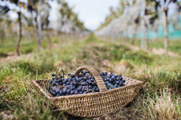 Korb mit blauen Trauben im Weinberg, Traubenernte Konzept. - HPIF20808