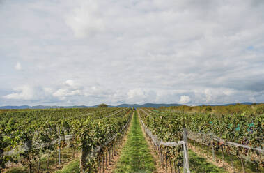 Eine Aufnahme eines Weinbergs, Konzept der Weinlese, Raum kopieren. - HPIF20809