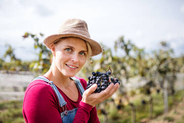 Porträt einer jungen Frau mit Weintrauben in einem Weinberg im Herbst, Konzept der Weinlese. - HPIF20810