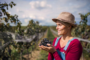 Porträt einer jungen Frau mit Weintrauben in einem Weinberg im Herbst, Konzept der Weinlese. - HPIF20811