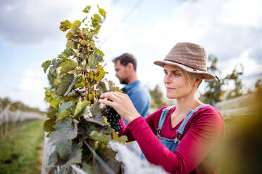 Porträt eines Mannes und einer Frau, die im Herbst in einem Weinberg Trauben sammeln, Konzept der Weinlese. - HPIF20814
