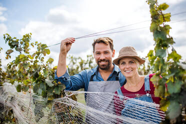 Porträt eines Mannes und einer Frau, die im Herbst in einem Weinberg Trauben sammeln, Konzept der Weinlese. - HPIF20815