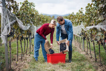 Porträt eines Mannes und einer Frau, die im Herbst in einem Weinberg Trauben sammeln, Konzept der Weinlese. - HPIF20817