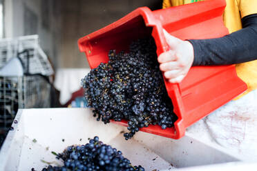 Mittelteil einer nicht erkennbaren Frau, die in einem Weinberg im Herbst Trauben sammelt, Konzept der Weinlese. - HPIF20826