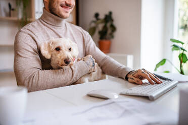 Mittelteil eines jungen Geschäftsmannes mit Hund, der in einem Büro am Schreibtisch sitzt und einen Computer benutzt. - HPIF20948