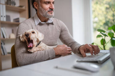 Ein reifer Geschäftsmann mit Hund sitzt am Schreibtisch drinnen im Büro und benutzt einen Computer. - HPIF20963