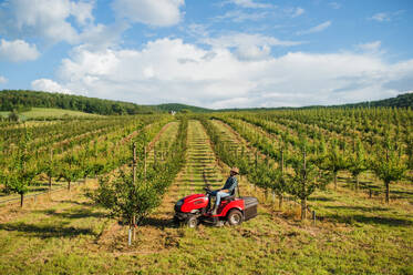 Eine Seitenansicht eines reifen Landwirts, der einen Minitraktor im Freien in einem Obstgarten fährt. - HPIF21214