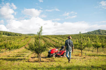Rückansicht eines Landwirts, der im Freien auf einen Minitraktor im Obstgarten zugeht. - HPIF21215