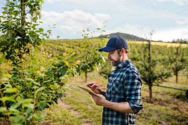 Seitenansicht eines reifen Landwirts, der im Freien in einem Obstgarten steht und ein Tablet benutzt. - HPIF21225