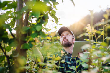 Ein seriöser reifer Landwirt mit Tablet, der bei Sonnenuntergang im Obstgarten steht. - HPIF21227