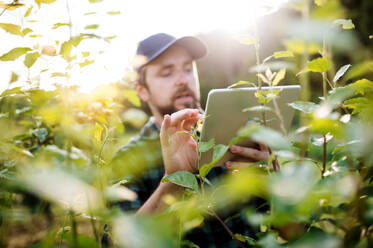 Vorderansicht eines reifen Landwirts, der im Freien in einem Obstgarten steht und ein Tablet benutzt. - HPIF21228