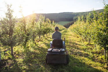 Rückansicht eines reifen Landwirts, der einen Minitraktor im Freien in einem Obstgarten fährt. - HPIF21233