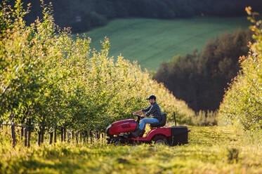 Eine Seitenansicht eines reifen Landwirts, der einen Minitraktor im Freien in einem Obstgarten fährt. - HPIF21234
