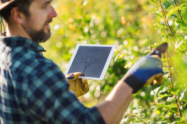 Ein reifer Bauer mit Tablet steht im Freien in einem Obstgarten und beschneidet Bäume. - HPIF21243
