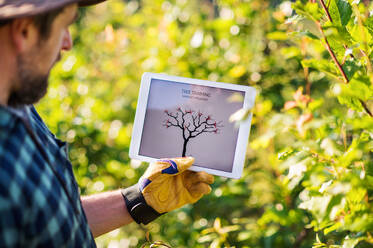 Rückansicht eines reifen Landwirts mit Tablet, der im Freien in einem Obstgarten steht und Bäume beschneidet. - HPIF21244