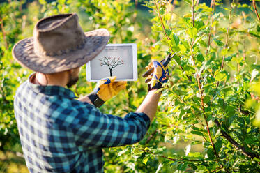 Rückansicht eines reifen Landwirts mit Tablet, der im Freien in einem Obstgarten steht und Bäume beschneidet. - HPIF21245