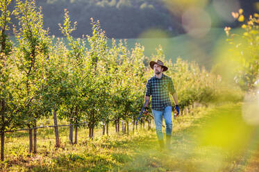 Ein reifer Landwirt, der in einem Obstgarten spazieren geht, ein Kopierraum. - HPIF21249