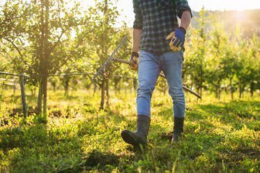 Ein Mittelteil eines reifen Landwirts, der in einem Obstgarten spazieren geht, eine Kopie des Raums. - HPIF21250