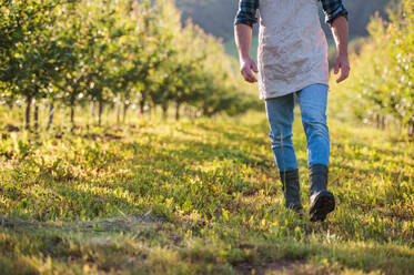 Ein Mittelteil eines reifen Landwirts, der in einem Obstgarten spazieren geht, eine Kopie des Raums. - HPIF21255