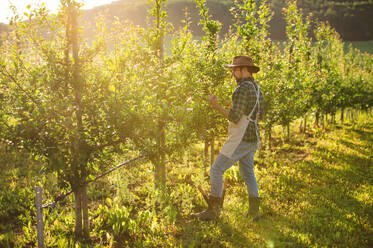 Ein reifer Landwirt mit Hut und Schürze bei der Arbeit in einem Obstgarten bei Sonnenuntergang, Kopierraum. - HPIF21256