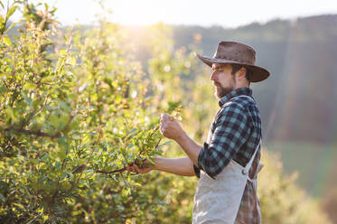 Ein reifer Landwirt mit Hut und Schürze bei der Arbeit in einem Obstgarten bei Sonnenuntergang, Kopierraum. - HPIF21257