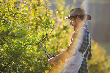 A side view of mature farmer with scissors standing outdoors in orchard, trimming trees. - HPIF21258