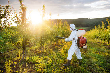 Ein Landwirt in einem Schutzanzug geht bei Sonnenuntergang in einem Obstgarten spazieren und verwendet Pestizid-Chemikalien. - HPIF21266