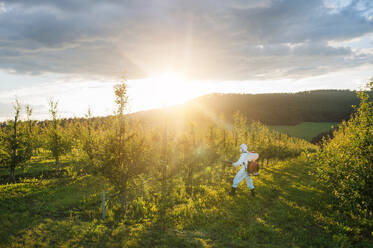 Ein Landwirt in einem Schutzanzug geht bei Sonnenuntergang in einem Obstgarten spazieren und verwendet Pestizid-Chemikalien. - HPIF21267