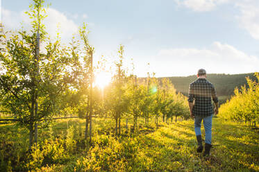 Rückansicht eines Landwirts, der bei Sonnenuntergang in einem Obstgarten spazieren geht, ein Kopierraum. - HPIF21277