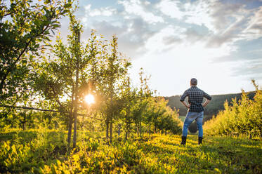 Rückansicht eines reifen Landwirts, der bei Sonnenuntergang mit verschränkten Armen in einem Obstgarten steht; Kopierraum. - HPIF21278