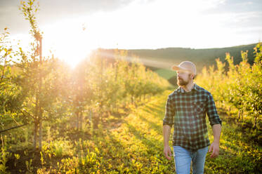 A mature farmer walking outdoors in orchard at sunset. A copy space. - HPIF21279