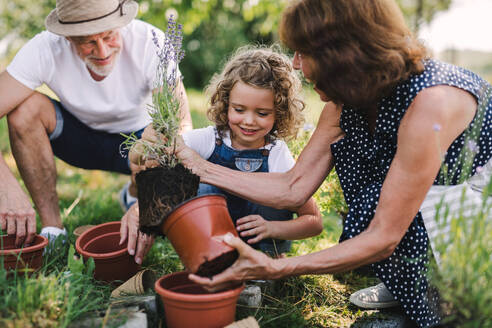 Ältere Großeltern und Enkelin bei der Gartenarbeit im Hinterhof. Mann, Frau und ein kleines Mädchen arbeiten. - HPIF21532