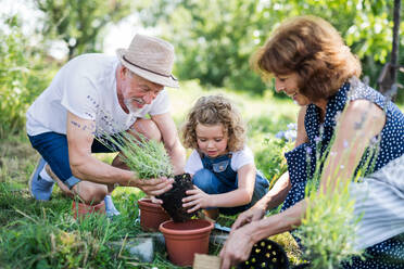 Ältere Großeltern und Enkelin bei der Gartenarbeit im Hinterhof. Mann, Frau und ein kleines Mädchen arbeiten. - HPIF21534