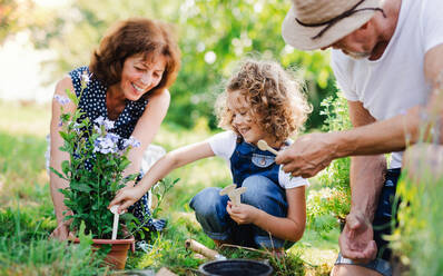 Senior grandparents and granddaughter gardening in the backyard garden. Man, woman and a small girl working. - HPIF21536