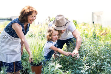 Senior grandparents and granddaughter gardening in the backyard garden. Man, woman and a small girl working. - HPIF21538