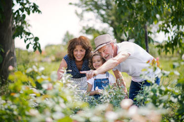 Senior grandparents and granddaughter gardening in the backyard garden. Man, woman and a small girl working. - HPIF21541